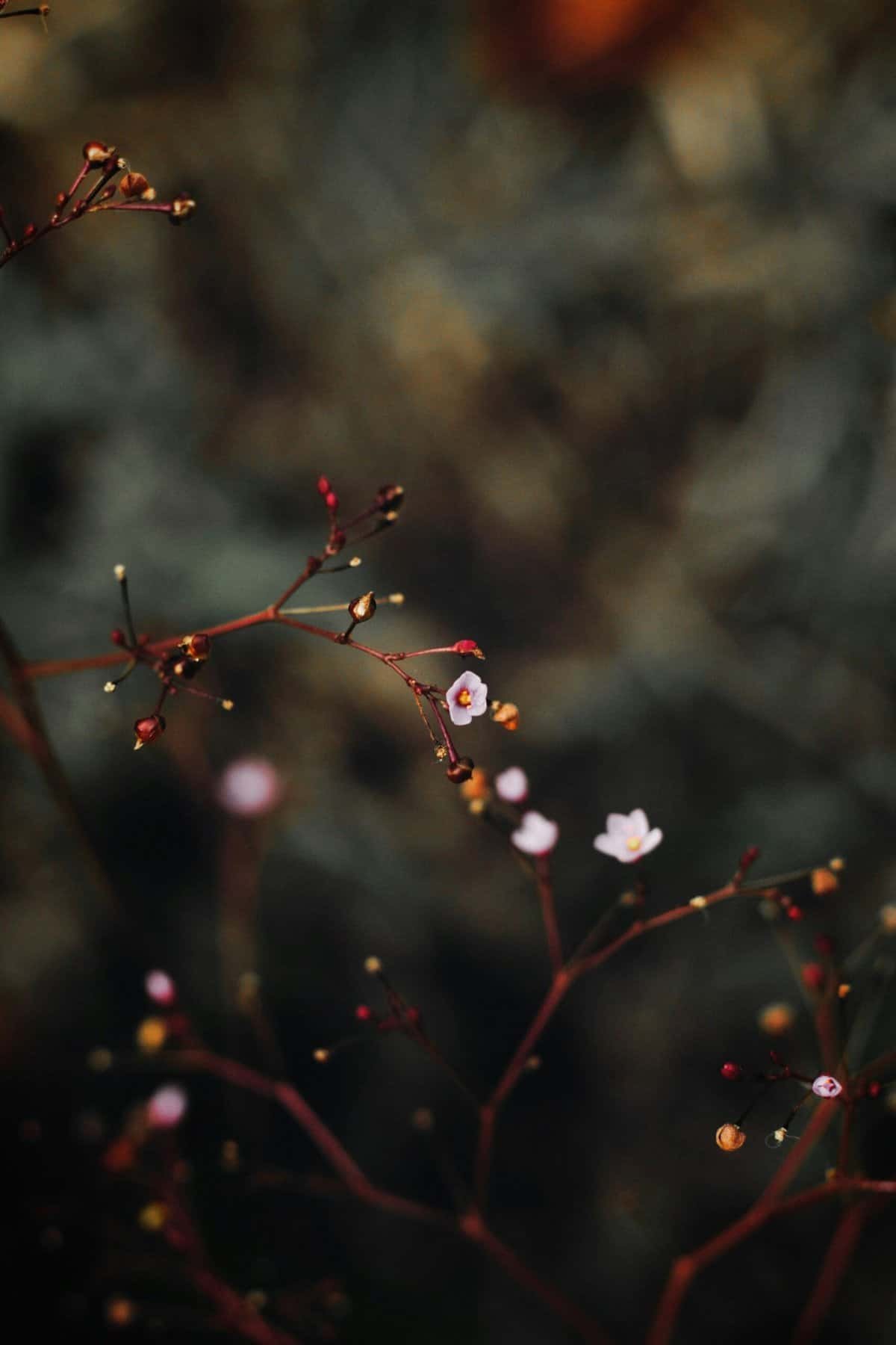 Can You Recommend Inventive Ways To Use Ginseng In Modern Korean Recipes?