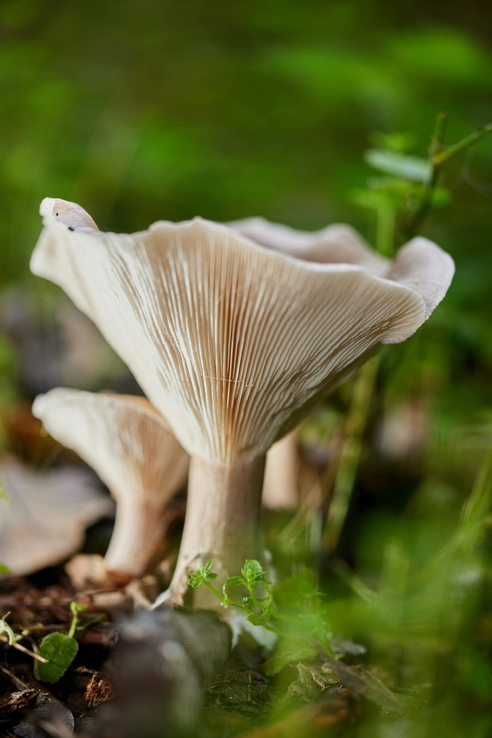 Google News: Exploring the Evolution of Korean Cuisine Google News: Exploring the Evolution of Korean Cuisine