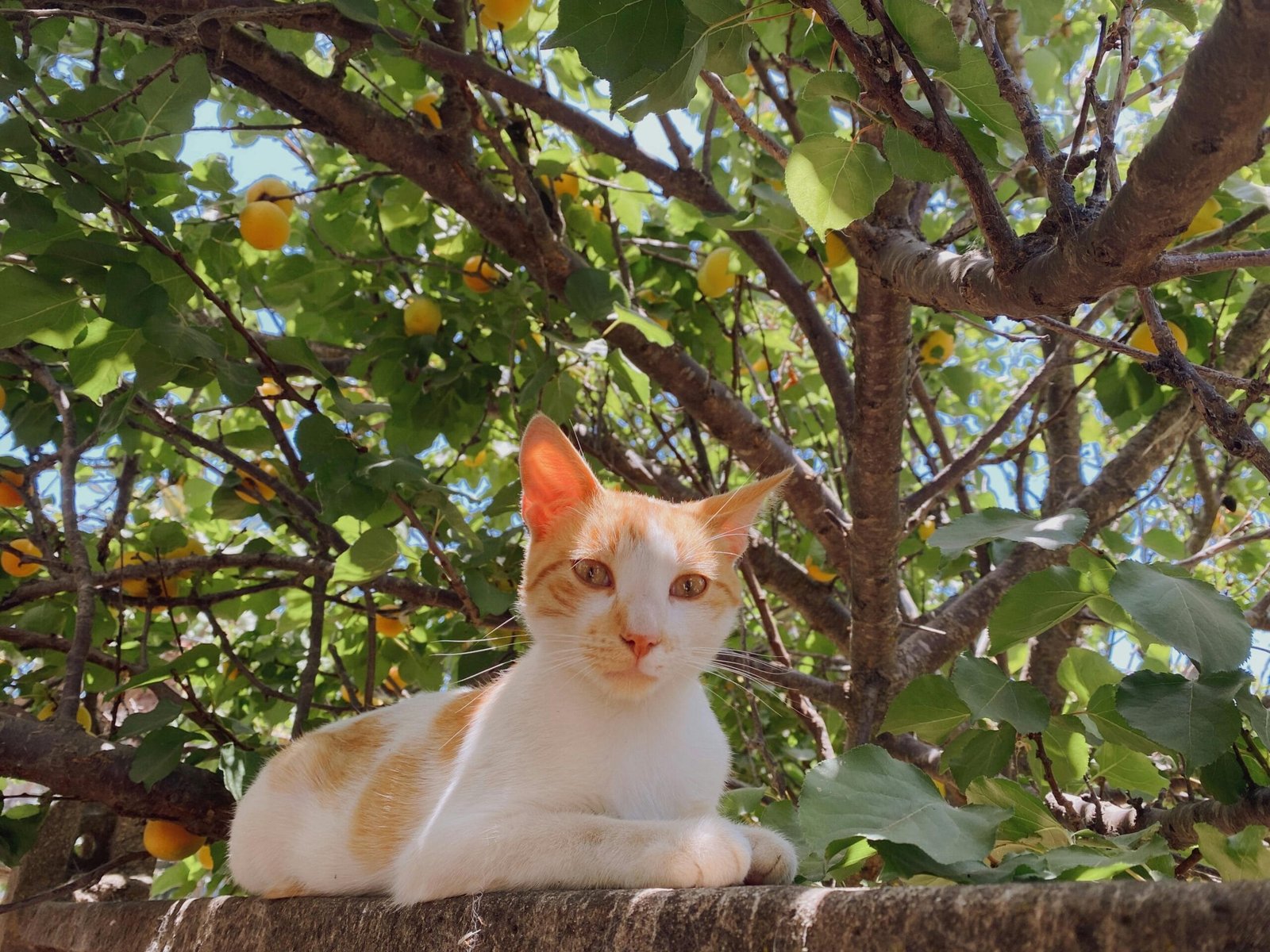 Get the Latest News Alerts with Google News