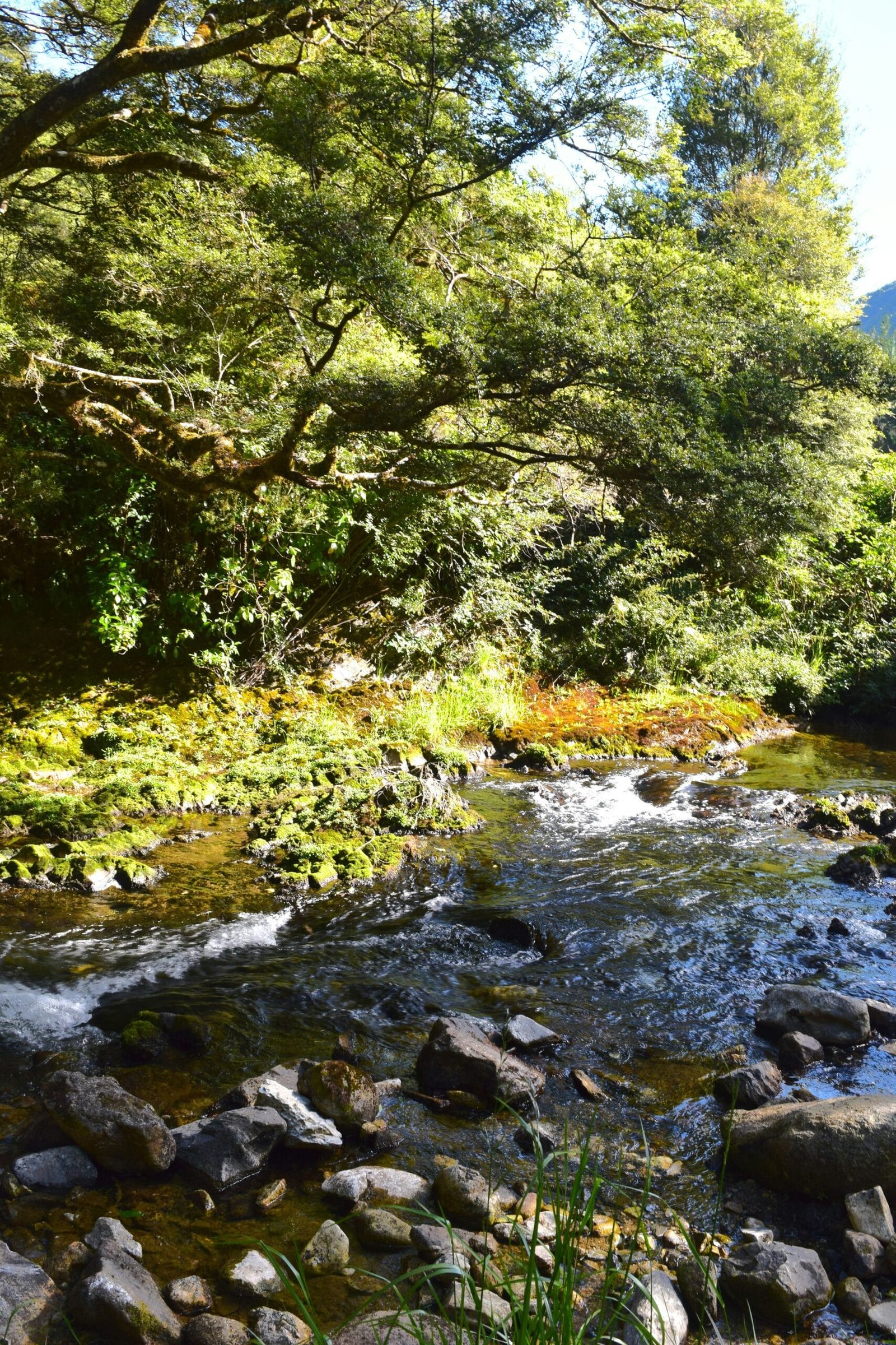 How Are Traditional Korean Teas Experiencing A Resurgence In Popularity?